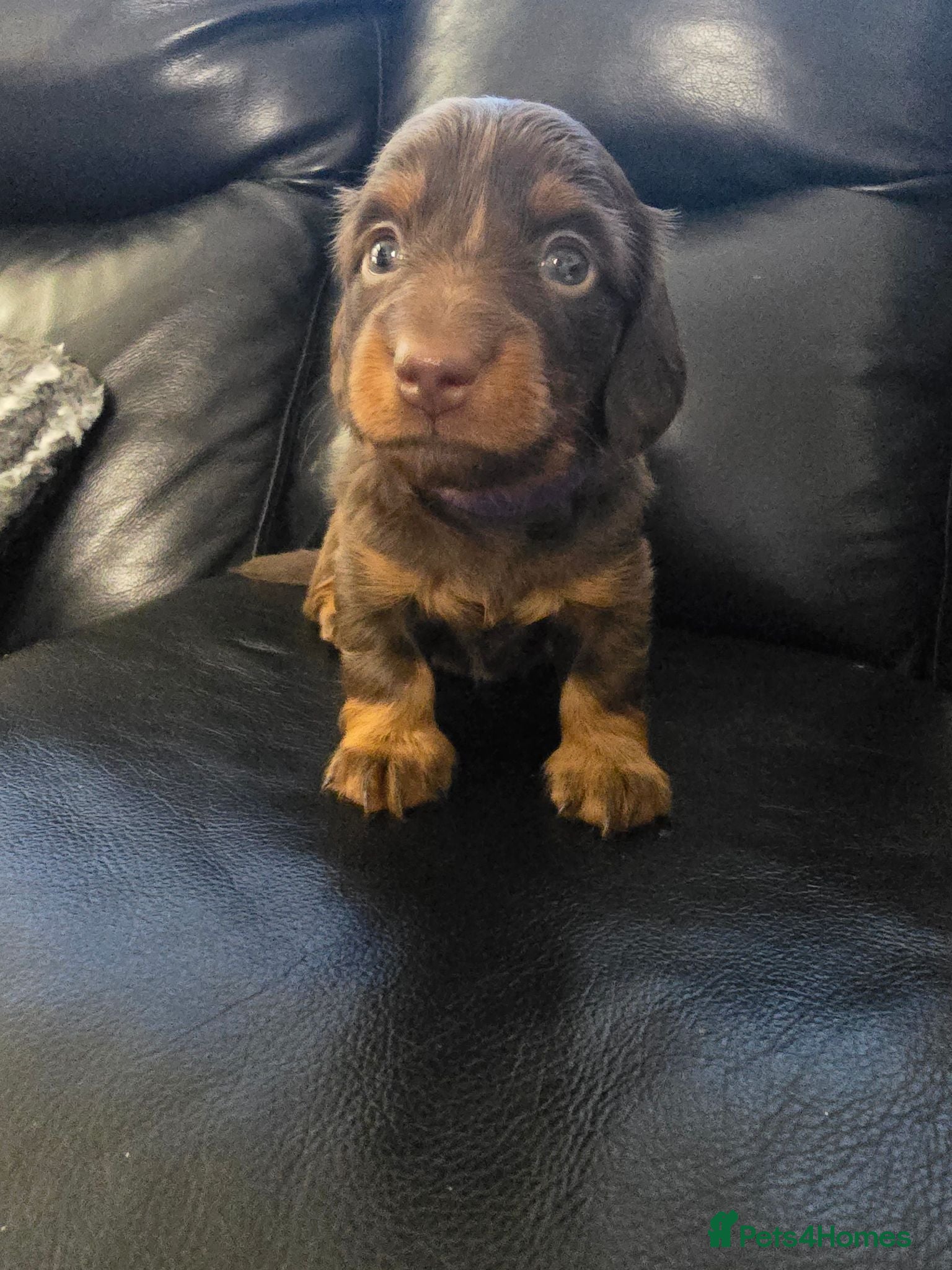 Miniature Dachshund dogs 4 male Dachshunds - Advert 12