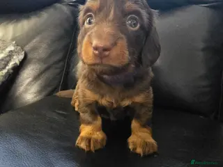 Miniature Dachshund dogs 4 male Dachshunds - Advert 12