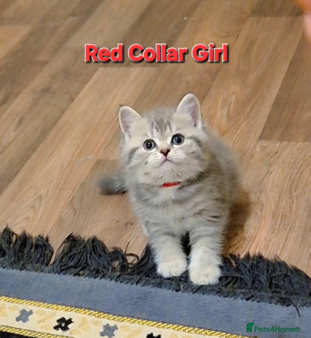 British Shorthair cats for sale: Beautiful BSH Kittens - Image 5