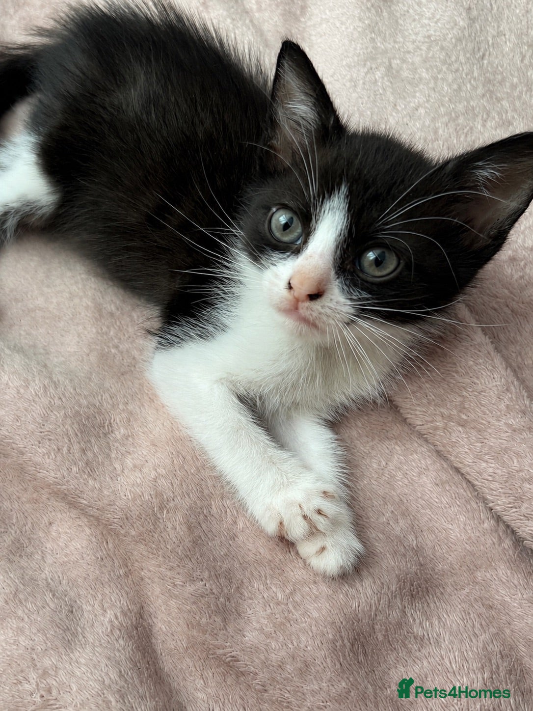 Domestic Shorthair cats 🐾 Gorgeous Black & White Kittens  - Advert 5