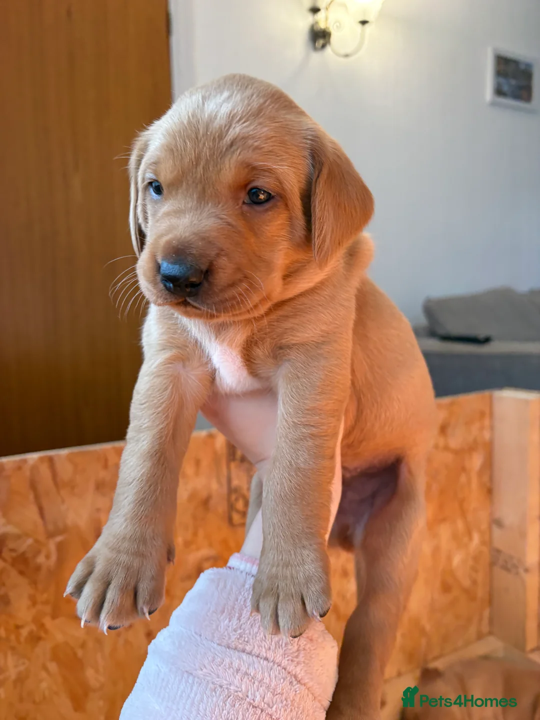 Labrador Retriever dogs for sale: KC Working Fox Red Pups - Advert 6