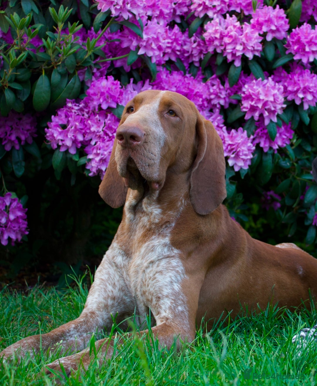 Bracco Italiano dogs for stud: Bracco Italiano for stud - Image 3