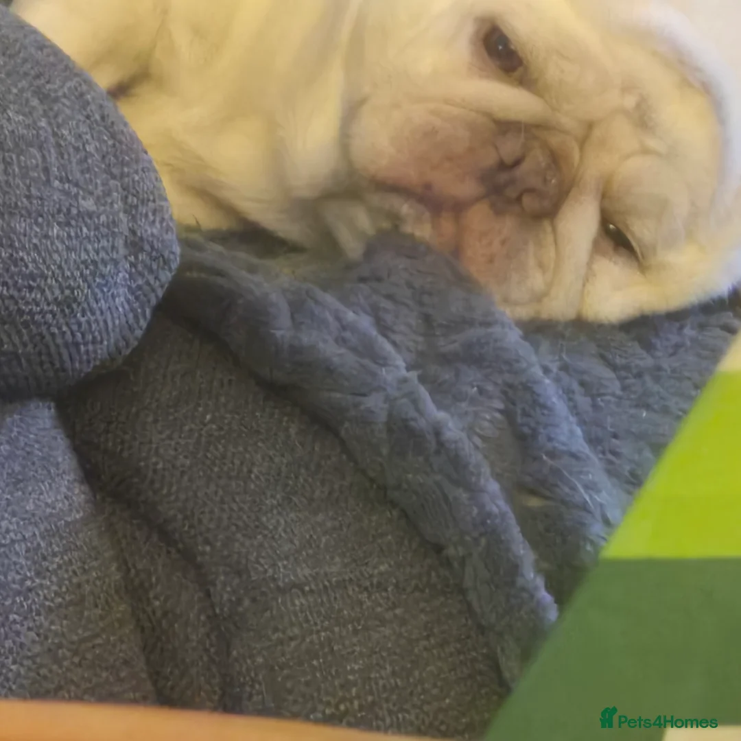 Pug dogs for stud: PUG FOR STUD - Advert 2