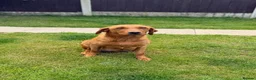 Labrador Retriever dogs for sale: Kc registered & fully health tested - Advert 10