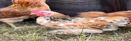 Chickens poultry for sale: Millefleur Pekin pair - Advert 2