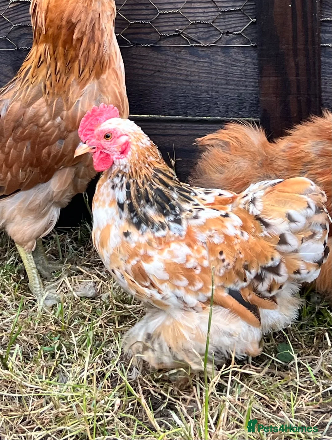 Chickens poultry for sale: Millefleur Pekin pair - Advert 2