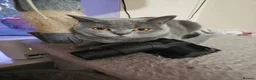 British Shorthair cats for sale: Blue British shorthair female (2y old) in Northwich - Advert 6