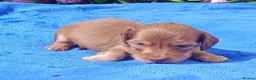 Miniature Dachshund dogs for sale: LONG HAIRED MINI KC REG PRA CLEAR - Advert 5