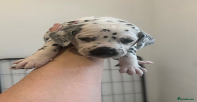 Dalmatian dogs - Advert 3