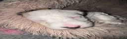 Mixed Breed dogs for sale: Sealyham terrier cross breed  - Advert 7