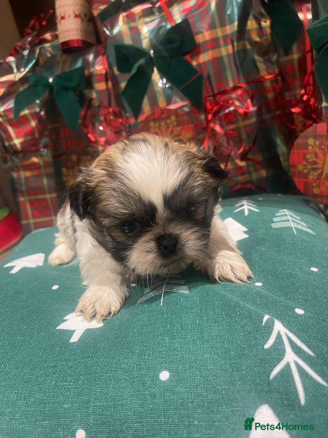 Shih Tzu dogs for sale: Shih tzu  puppies  - Advert 11