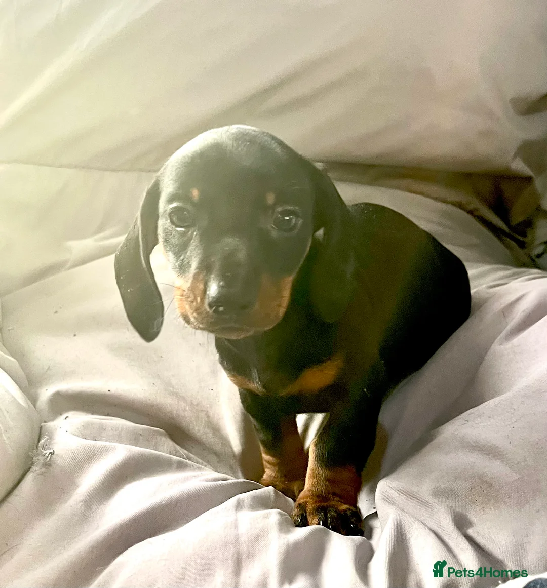 Dachshund dogs for sale: Miniature dachshund  - Advert 2