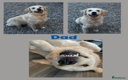 Golden Retriever dogs for sale: Golden retriever puppys - Image 9