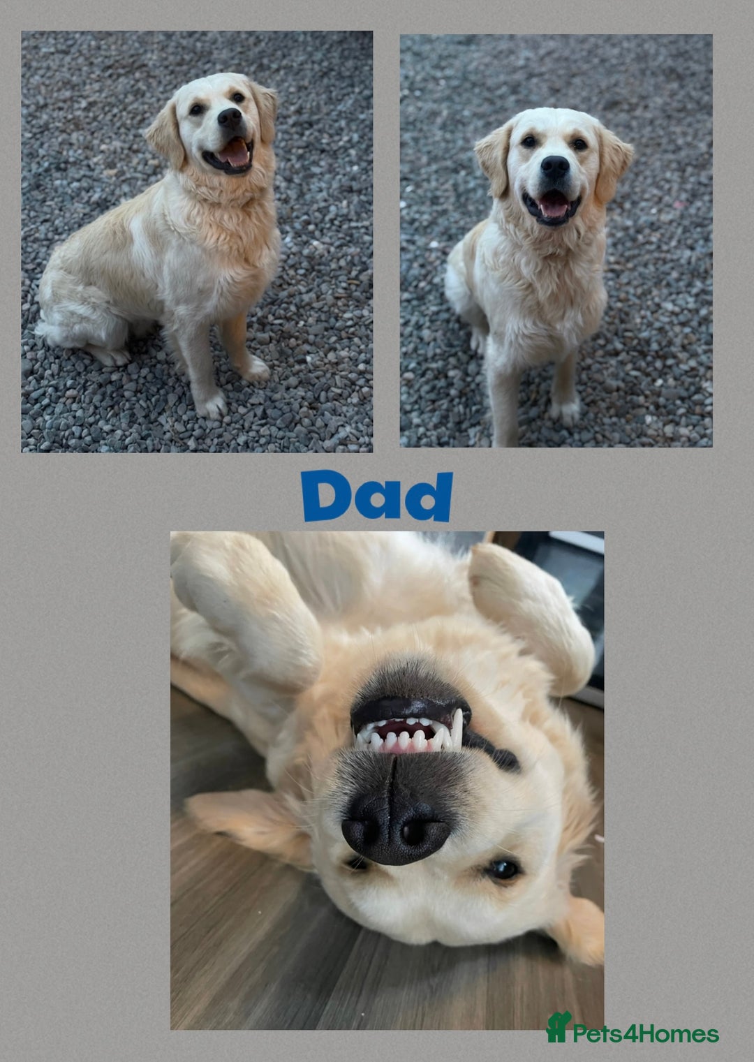 Golden Retriever dogs for sale: Golden retriever puppys - Image 9