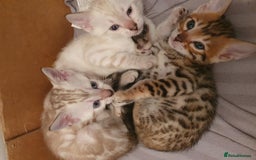 Bengal cats for sale: Pure Bengal kittens for sale - Image 3