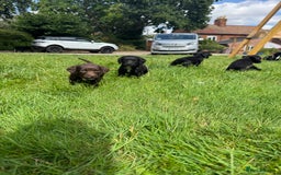 Sprocker dogs for sale: Sprocker puppies  - Image 8