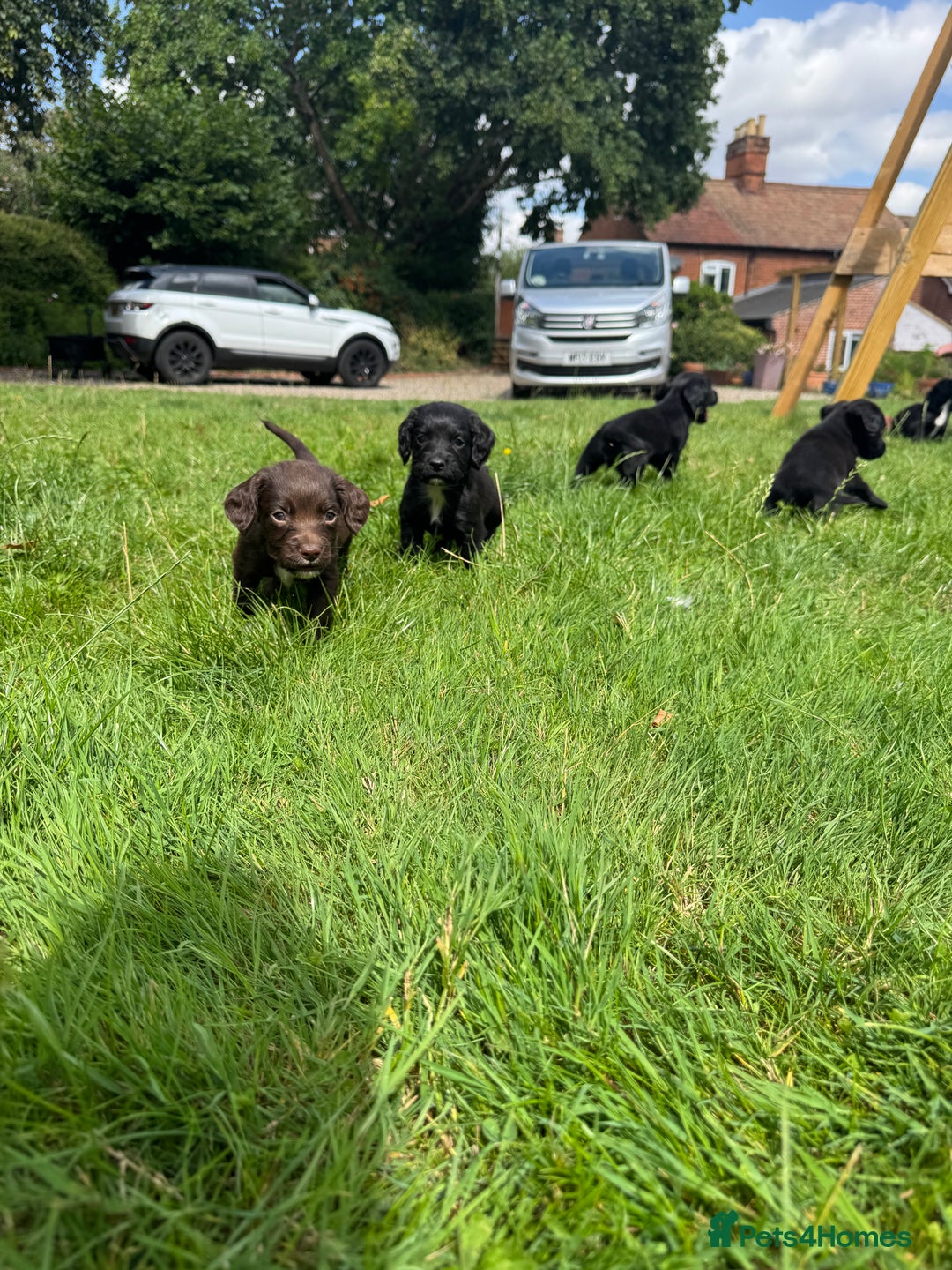 Sprocker dogs for sale: Sprocker puppies  - Image 8