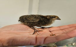 Quail poultry for sale: Quails  - Image 5