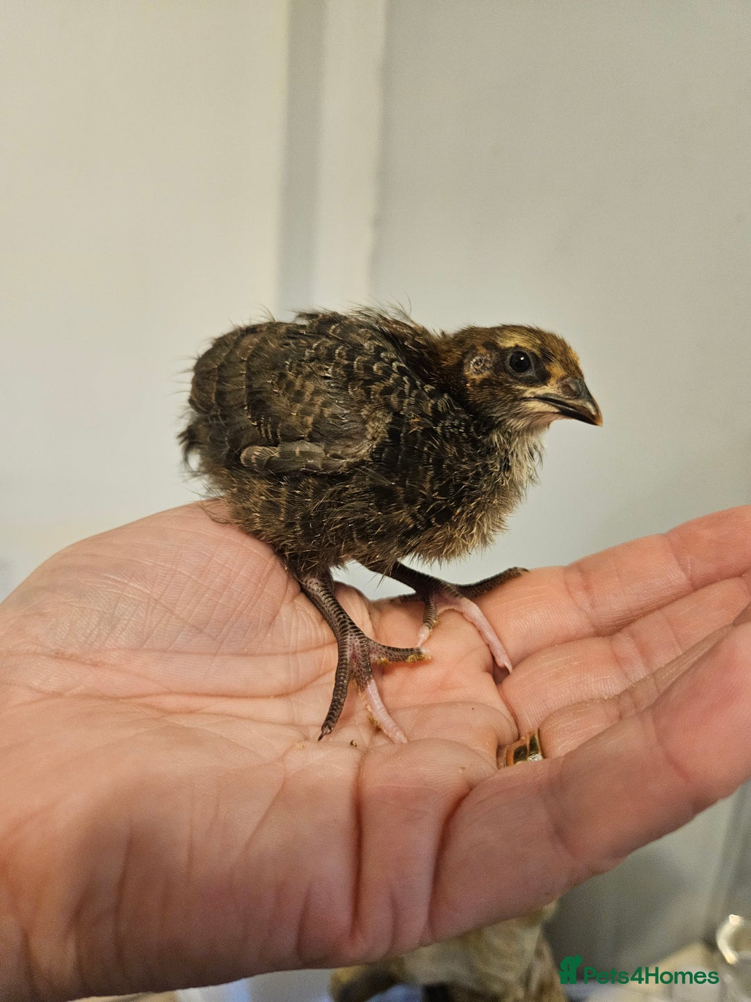 Quail poultry for sale: Quails  - Image 5