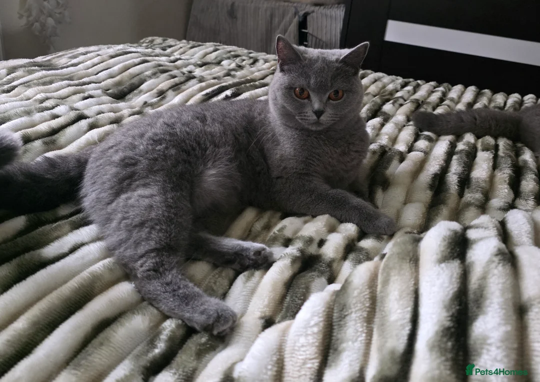 British Shorthair cats for sale: Two blue girls available - Advert 2