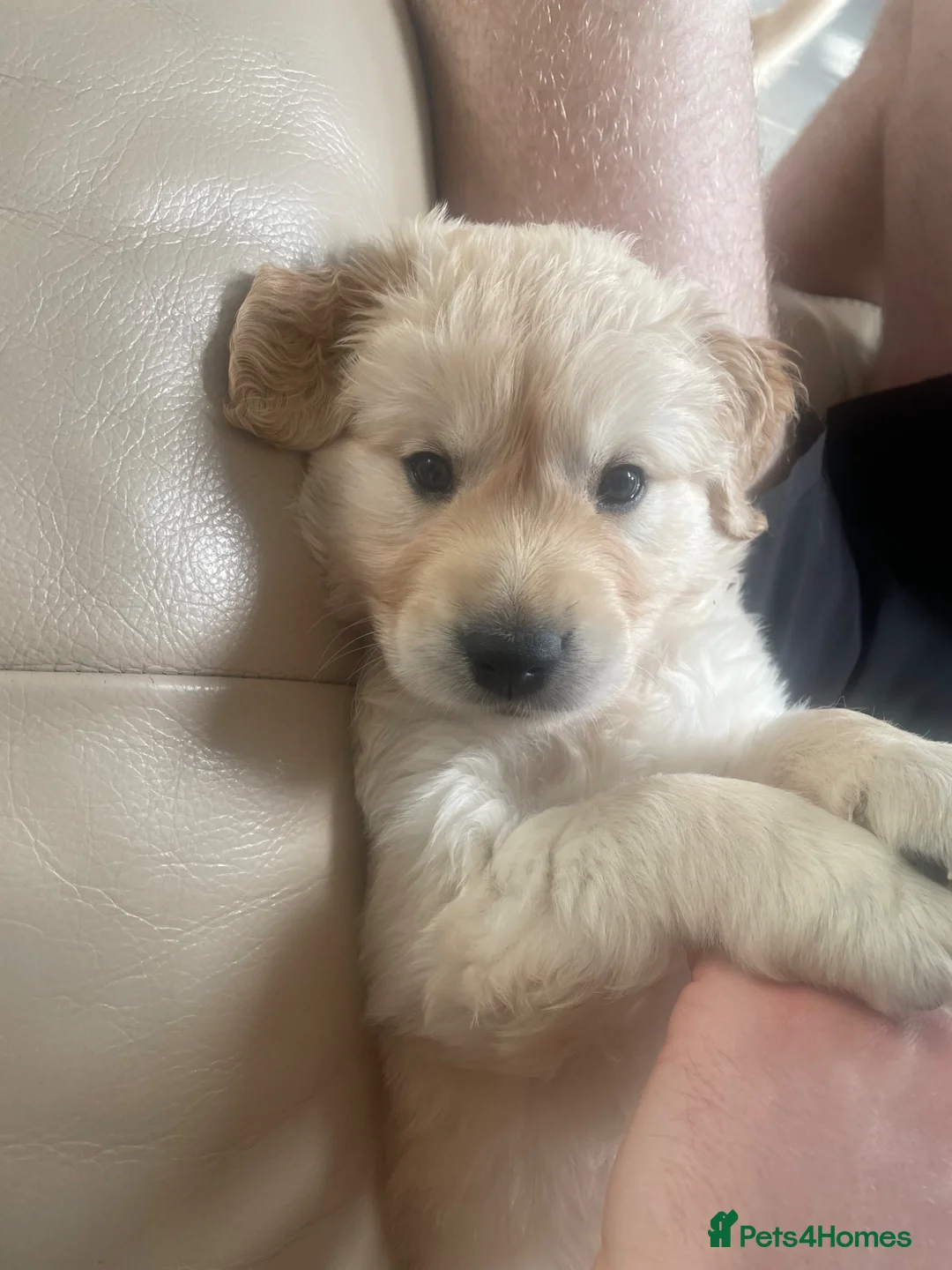 Golden Retriever dogs for sale: Beautiful KC registered pups for sale  in Thirsk - Advert 15