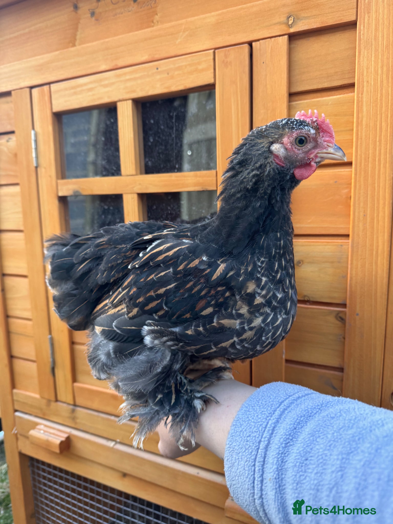Chickens poultry Pekin bantam cockerels  - Advert 1