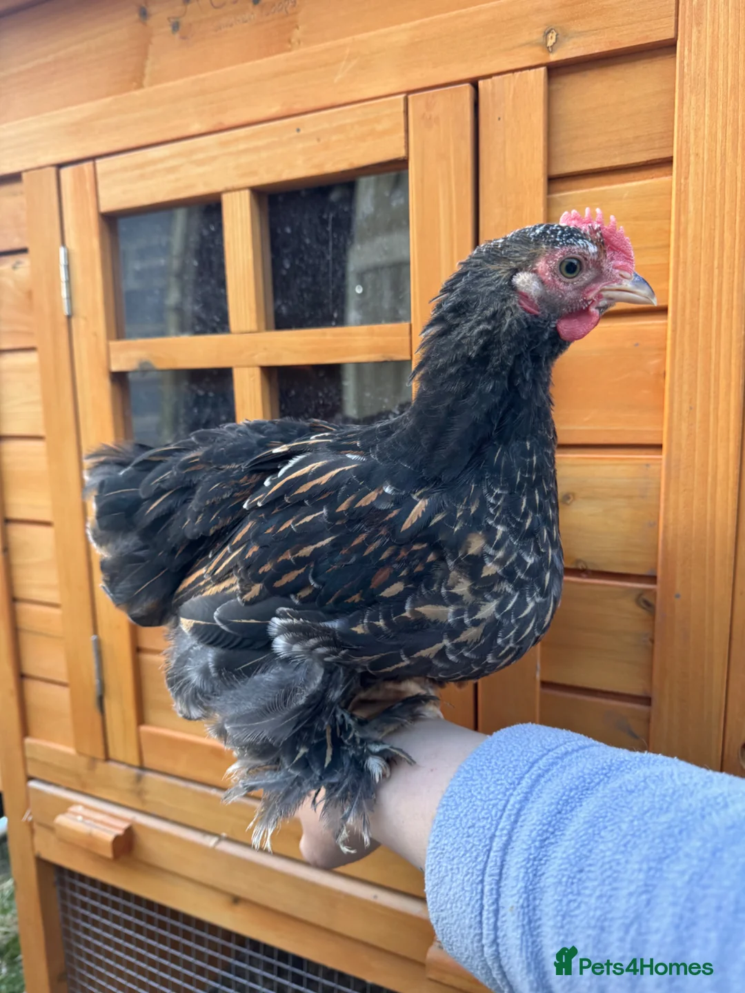 Chickens poultry for sale: Pekin bantam cockerels  - Advert 3