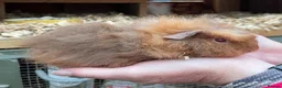 Guinea Pig rodents for sale: Baby Girl/Sows Guinea Pigs - Advert 10