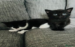 Mixed Breed cats for sale: Kittens half Russian blue  - Image 7