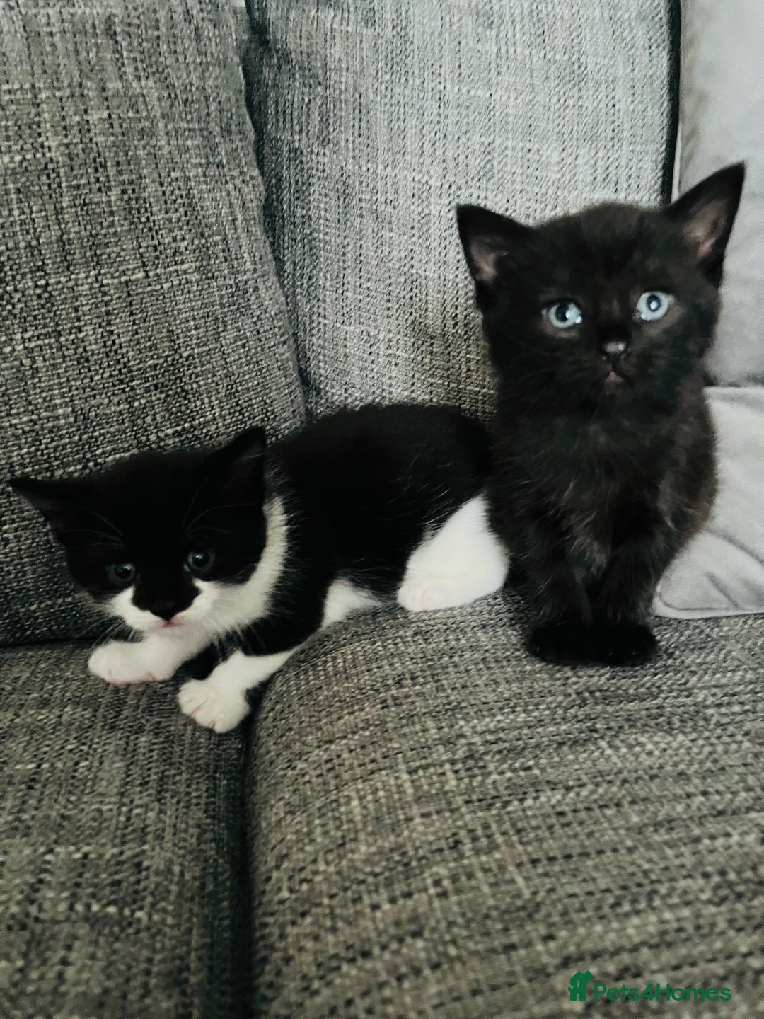 Mixed Breed cats for sale: Kittens half Russian blue  - Image 7
