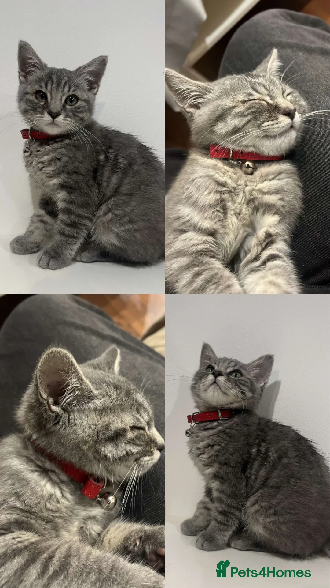 American Shorthair cats for sale: Silver American Shorthair  in Birmingham - Advert 4