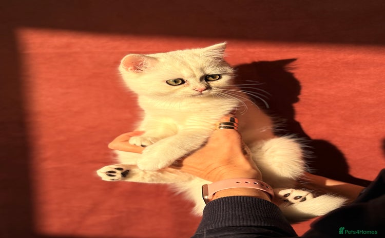British Shorthair cats - Advert 4