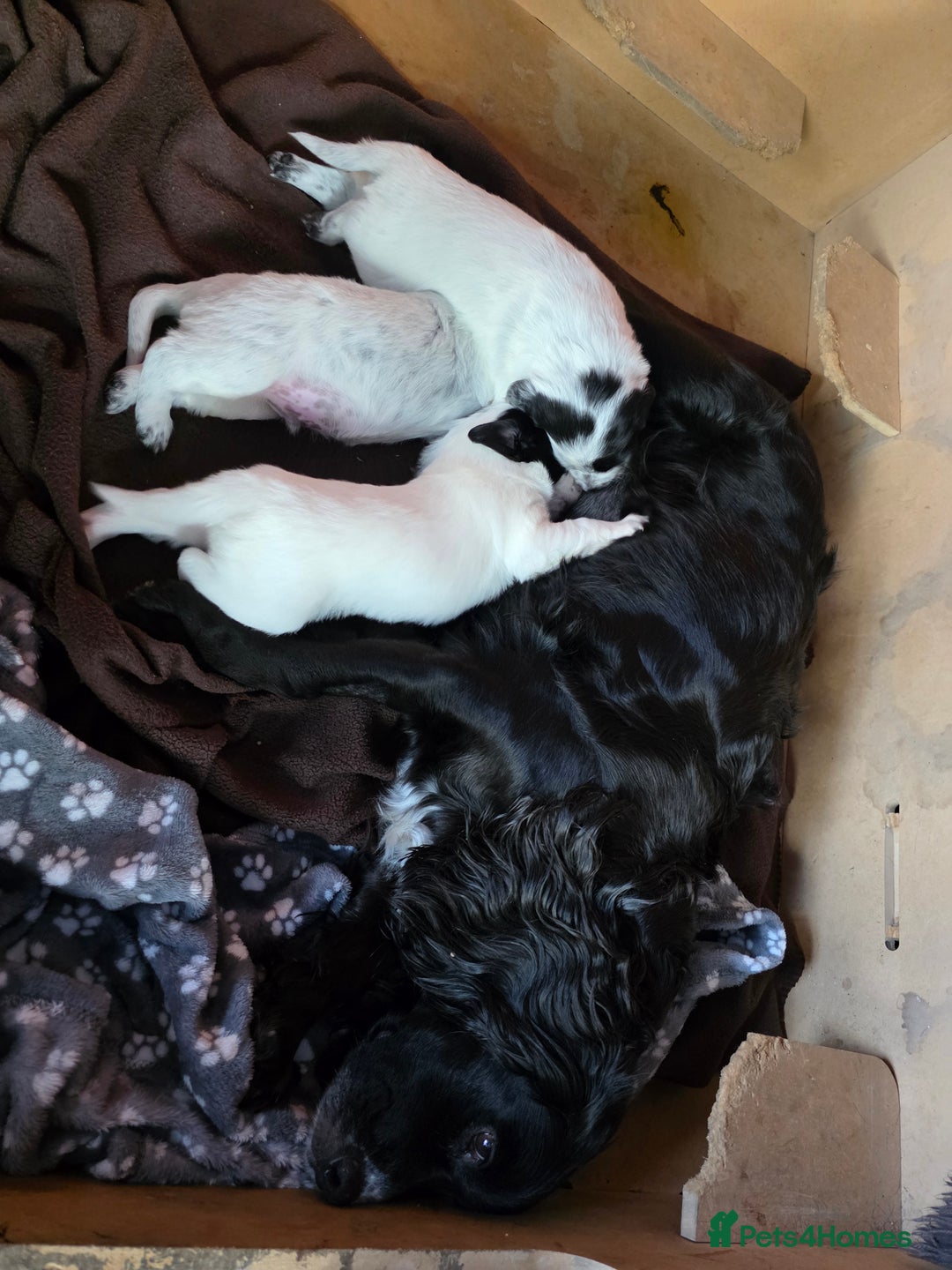 Mixed Breed dogs for sale: Sweetest Sprollies - Image 10