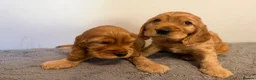 Cocker Spaniel dogs for sale: Stunning Golden Show Cocker Spaniels  - Advert 11