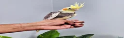 Cockatiels birds for sale: Beautiful baby hand tamed cockatiels for sale. - Advert 10