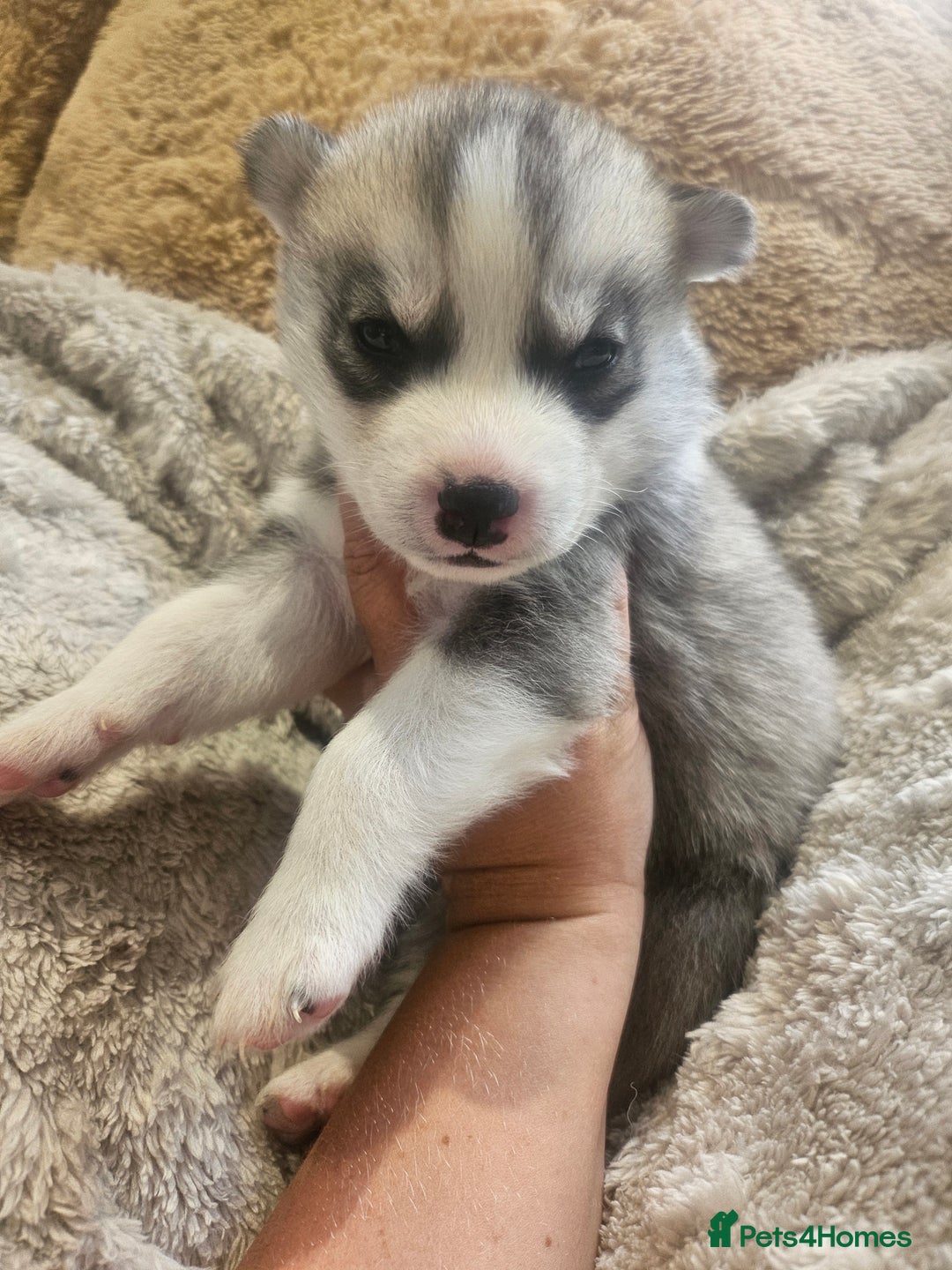 Siberian Husky dogs for sale: BEAUTIFUL SIBERIAN HUSKIES  - Image 7