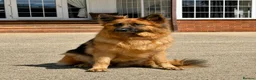 German Shepherd dogs for sale: Meet Mabel - Advert 1
