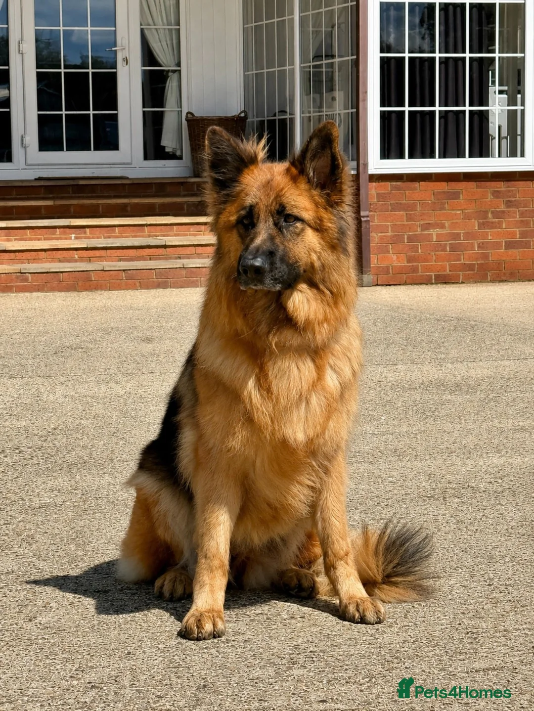 German Shepherd dogs for sale: Meet Mabel - Advert 1