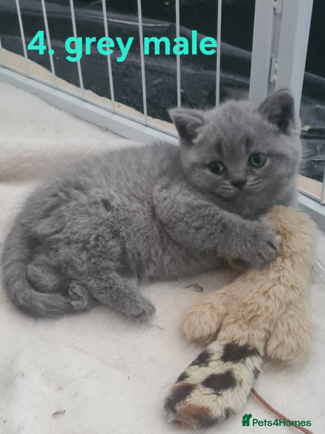 Scottish Fold cats for sale: Beautiful Scottish fold/British Shorthair Kittens! - Advert 4