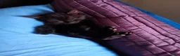 Mixed Breed cats for sale:  ** s  in London - Advert 2