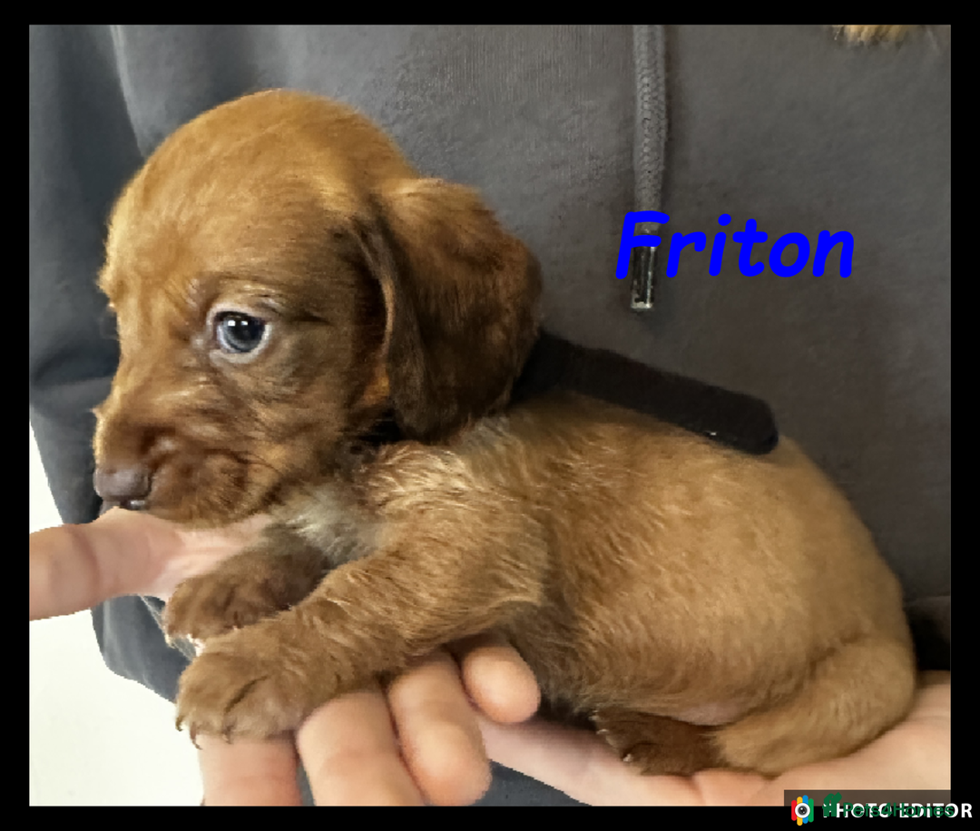 Dachshund dogs for sale: Beautiful Dachshunds ❤️❤️ - Advert 3