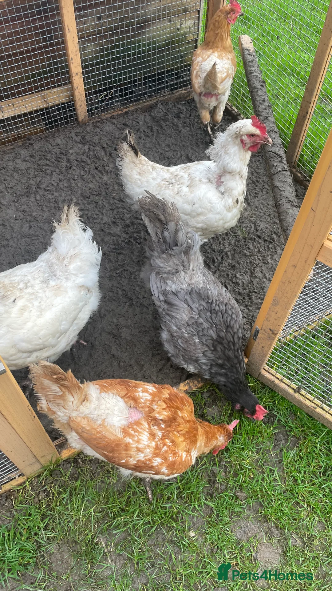 Mixed Breed birds for sale: Chelsea  - Advert 1