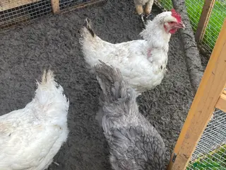 Mixed Breed birds Chelsea - Advert 1