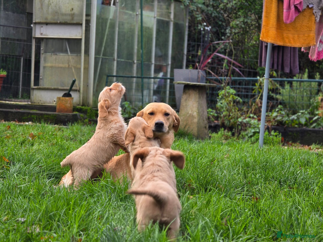 Labradoodle dogs for sale: F1 MINI LABRADOODLES ready to leave 3rd dec  - Advert 23