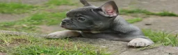 French Bulldog dogs for sale: Probably the best litter of Frenchies in the UK - Advert 18