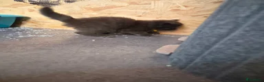 Venus