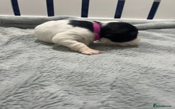 Sprocker dogs for sale: Sprocker Spaniel Puppies - Image 30