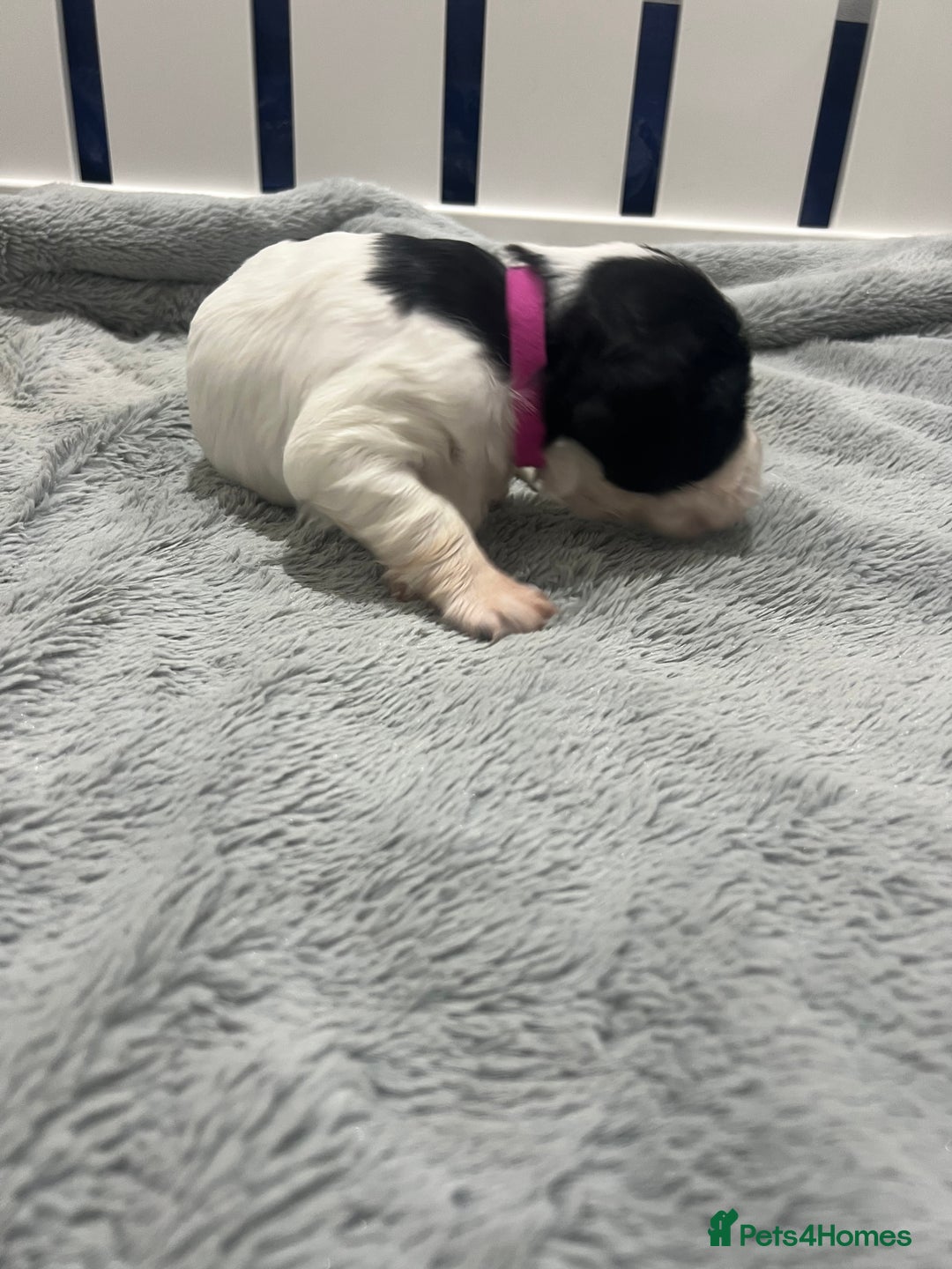 Sprocker dogs for sale: Sprocker Spaniel Puppies - Image 30