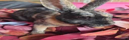 Rex rabbits for sale: Beautiful mini rex various ages - Advert 2