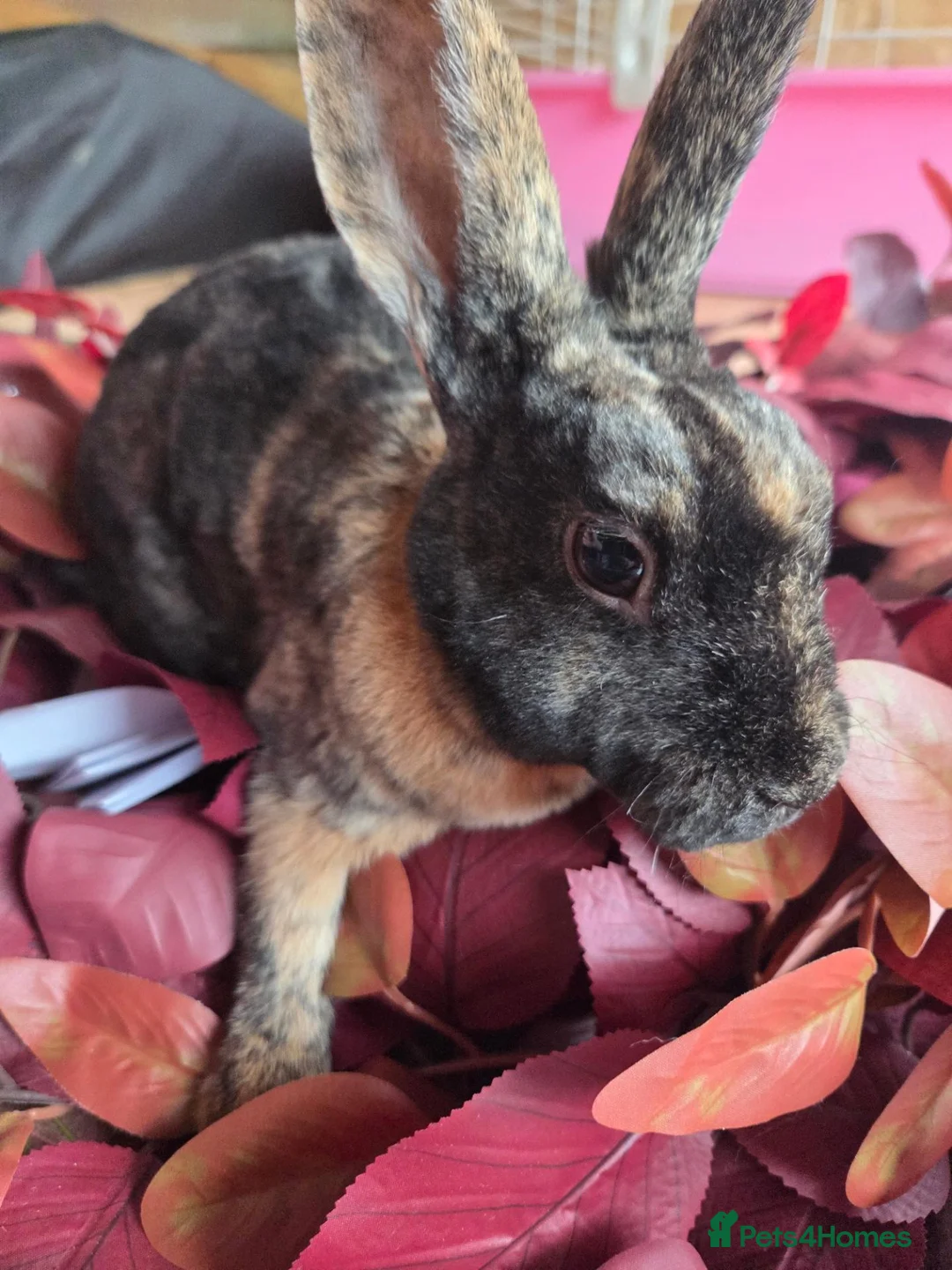 Rex rabbits for sale: Beautiful mini rex various ages - Advert 2